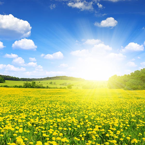 Sun shine